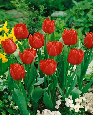 Tulipán - Tulipa Abba, rostlina | Rostliny-cs.com