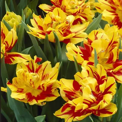 Tulipa Double Early Abba - Global Green Packaging