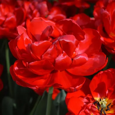 Fragrant Double Bright Red Tulip Bulbs for Sale Online | Abba – Easy To  Grow Bulbs