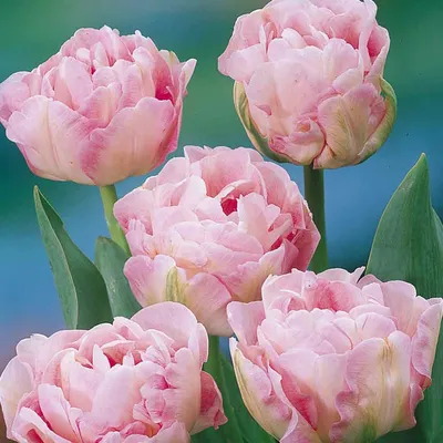 Тюльпан Анжелика (25 шт)