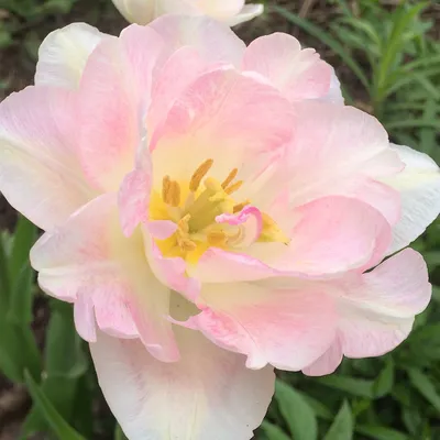 Тюльпан Анжелика (Tulipa Angelique)