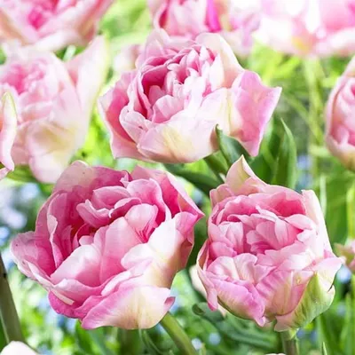 Тюльпан махровый Анжелика купить саженцы почтой из питомника «АГРОФОНД»