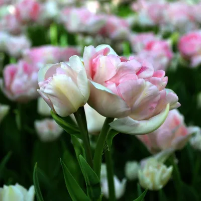 Тюльпан Анжелика купить недорого в интернет магазине товаров для сада и  огорода Бауцентр