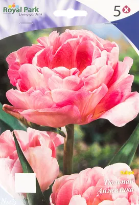 Партнер Тюльпан махровый поздний Анжелика ^(5шт/уп) – купить Тюльпаны в  Москве, доставка по России через интернет-магазин