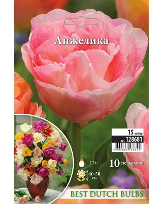 Тюльпан махровый поздний Анжелика 3 шт купить недорого в интернет магазине  товаров для сада и огорода Бауцентр