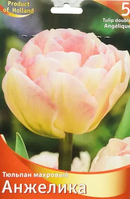Тюльпан Анжелика (Tulipa Angelique) - Все телюпаны - Тюльпаны - Луковичные  - Каталог - Kamelia-gardens.ru