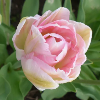 Пионовидный розовый с белым тюльпан анжелика | Премиум Фото