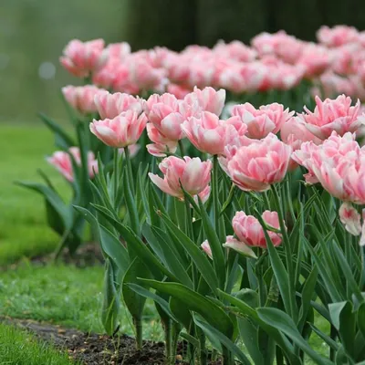 Тюльпан Анжелика купить недорого в интернет магазине товаров для сада и  огорода Бауцентр