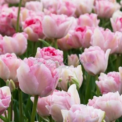 Тюльпан Анжелика (Tulipa Angelique) - Все телюпаны - Тюльпаны - Луковичные  - Каталог - Kamelia-gardens.ru