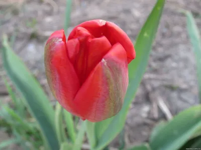 Buster тюльпан (71 фото) »