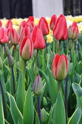 Многие красивые тюльпаны в саду. | Премиум Фото