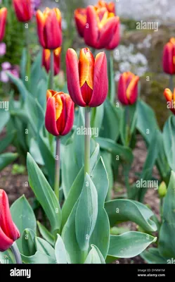 Tulipa triumph hi-res stock photography and images - Page 2 - Alamy