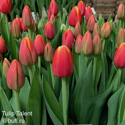 Plant Lover's Guide To Tulips (The Plant Lover's Guides) | mdh.com.my