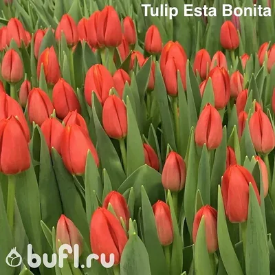Tulip Esta Bonita авторское фото BUFL.RU