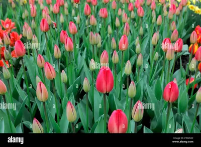 Tulipa Parade Darwin Hybrid rote Tulpe Blumen zeigen Frühling Blüte Blüte  Bett Farbe Farbe Blumenzwiebel Stockfotografie - Alamy