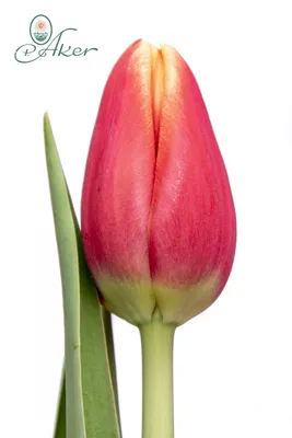Buster - Triumph Tulip - P. Aker Flower bulbs and Seeds