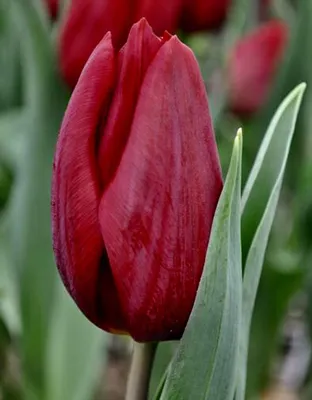 How to grow Tulipa 'Ballerina' - Saga