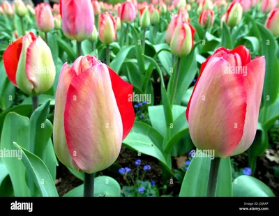Купить оптом Tulipa Du Columbus (Тюльпан Ду Колумбус) В40