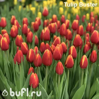 Tulip Buster авторское фото BUFL.RU