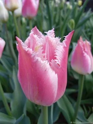 Ein Pfirsich themed Tulip Anordnung in einer blauen Vase. Mit Tulipa  \"Kupfer Bild', Tulipa 'Cacharel', Tulipa 'Pretty Princess' und 'Tulipa  Apricot Foxx Stockfotografie - Alamy