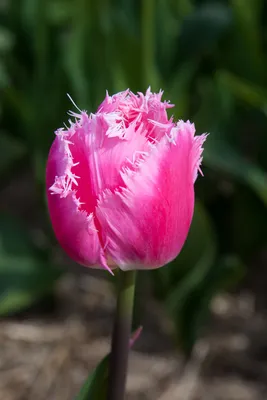 Tulpe Dallas (7 Stück) | Tulpenzwiebeln von Kiepenkerl | Samenhaus Samen \u0026  Sämereien