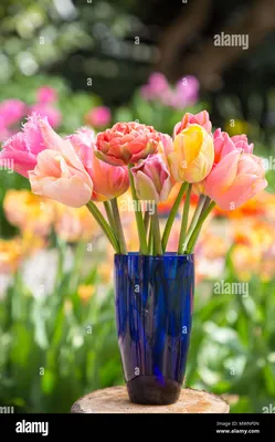 Tulip Cacharel авторское фото BUFL.RU