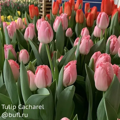 Tulip Cacharel авторское фото BUFL.RU