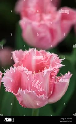 Tulipa Fringed Black Jewel