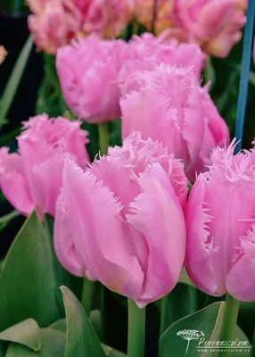 Fringed Tulip 'Cacharel' - Tesselaar