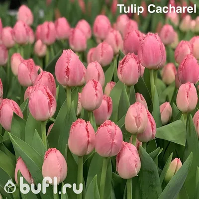 Fringed Tulip Collection (30 Bulbs) - The Diggers Club