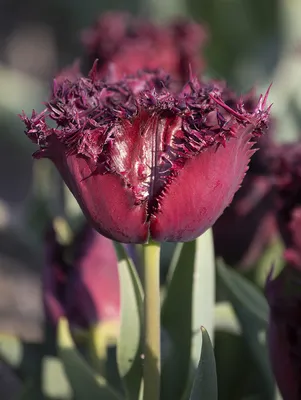 Tulipa Fringed Aria Card