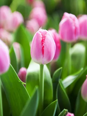 Tulipa Fringed Cacharel