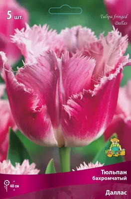 TULIPA FRINGED 'FANCY FRILLS' 12/+ CM. (10 PKGS.X 10) | Rotex Flowerbulbs BV