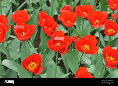 Red triumph tulips (Tulipa) Escape bloom in a garden in April Stock Photo -  Alamy