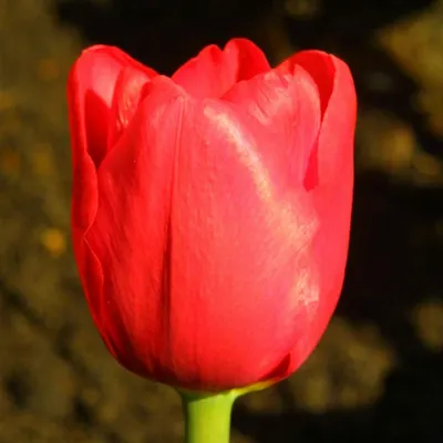 Gefüllte frühe Tulpe 'Abba' - 7 Stück - Tulipa 'Abba' - Frühe Tulpen |  GARTEN SCHLÜTER