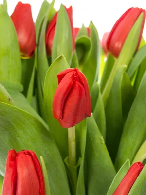 Сад непрерывного цветения: первая декада мая | Грабельки мои! | Дзен