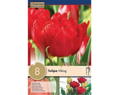 Tulipán Escape - Triumph tulipány (Tulipa) | Ростлины-cs.com