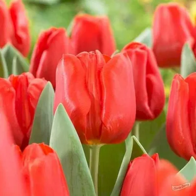 Тюльпан триумф Эскейп (Tulip Escape) - описание сорта, фото, саженцы,  посадка, особенности ухода. Дачная энциклопедия.