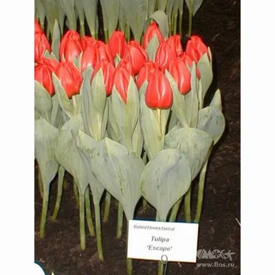 Tulipa Crispa 'Arma' (Gefranste TULPEN) – Bild kaufen – 12123501 ❘ Gartenbildagentur Friedrich Strauss