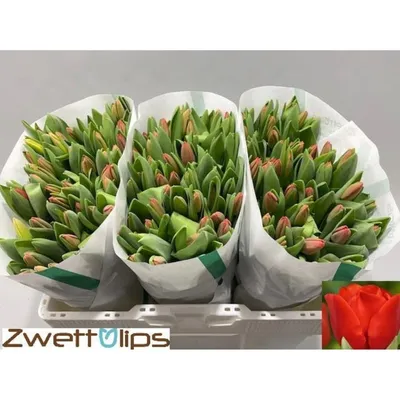 Красные тюльпаны. Побег тюльпана – купить на Ярмарке Мастеров – P57S2RU | Цветы, Ейск