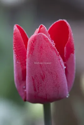 Тюльпановый побег - 29 фото