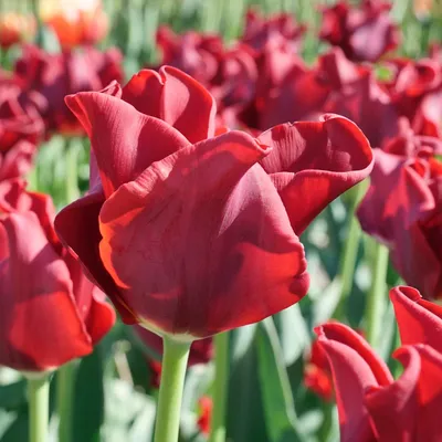 Красные тюльпаны. Побег тюльпана – купить на Ярмарке Мастеров – P57S2RU | Цветы, Ейск