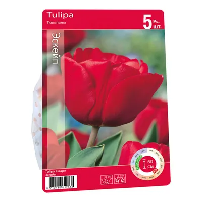 Tulipan Tulipa Escape cebulka 1szt - zagroda.cieszyn.pl
