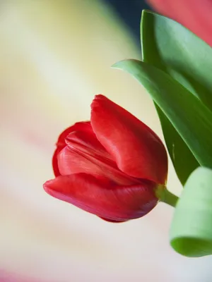 Tulipa Grand Perfection - Все тюльпаны - Тюльпаны - Луковицы - Каталог - Kamelia-gardens.ru