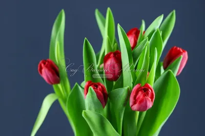 Тюльпан Эскейп (Tulipa Escape) - Все телюпаны - Тюльпаны - Луковичные -  Каталог - Kamelia-gardens.ru