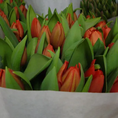 ꕤ Тюльпан Escape • купить Тюльпан Escape по цене от 8.79 грн. в Украине