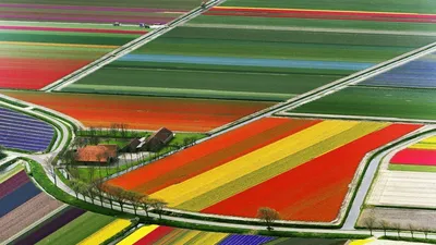 Фото Поля тюльпанов, Голландия / Netherlands