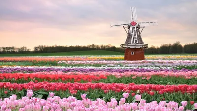 Тюльпаны голландии фото