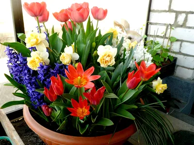 Красивые клумбы получаются, когда гиацинты, тюльпаны, нарциссы, мускари  подобраны по цвету и гармонично сочетаются между собой.