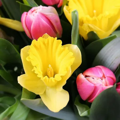Купить Букет из нарциссов с тюльпанами - цветы с доставкой | VIAFLOR
